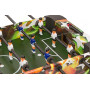 Игровой стол настольный - футбол "Mini S" (81x46x18см)